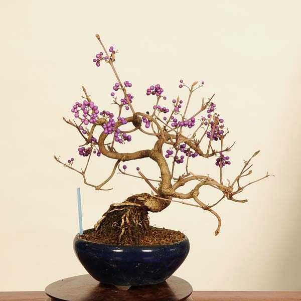 �ߺϡ����缰��(����餵��������)����*��饵�������֡�murasakishikibu Callicarpa japonica�����ߺ�