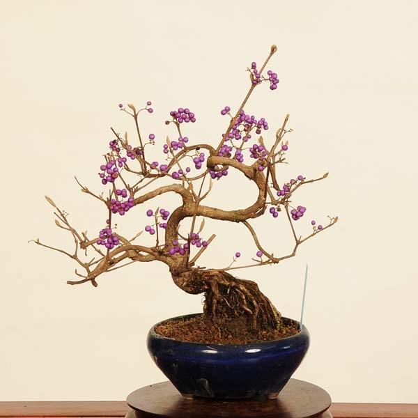 盆栽：小紫式部(こむらさきしきぶ)現品*ムラサキシキブ