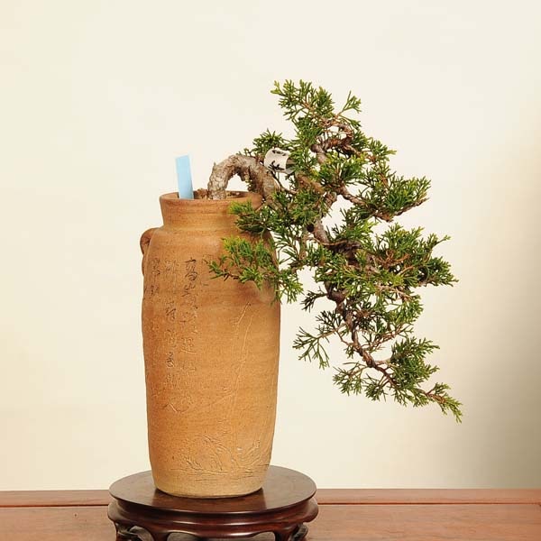 チャリティー出品 見る角度で姿を変える小品盆栽 糸井川真柏