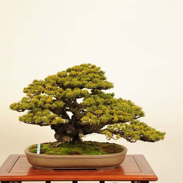 ߺ վ()*  褦ޤ 襦ޥ Goyoumatsu bonsai ߺ 緿ޥ 