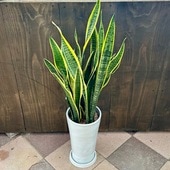 ���տ�ʪ�����󥹥٥ꥢ*��ȭ �������� ���󥻥٥ꥢ �緿��ޥ���