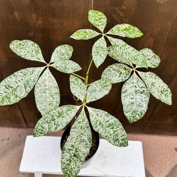 観葉植物：斑入り パキラ ミルキーウェイ*現品6番 プラポット | 観葉