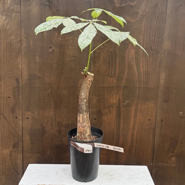 パキラ ミルキーウェイ 6 パキラ ミルキーウェイ 6号 色白さん