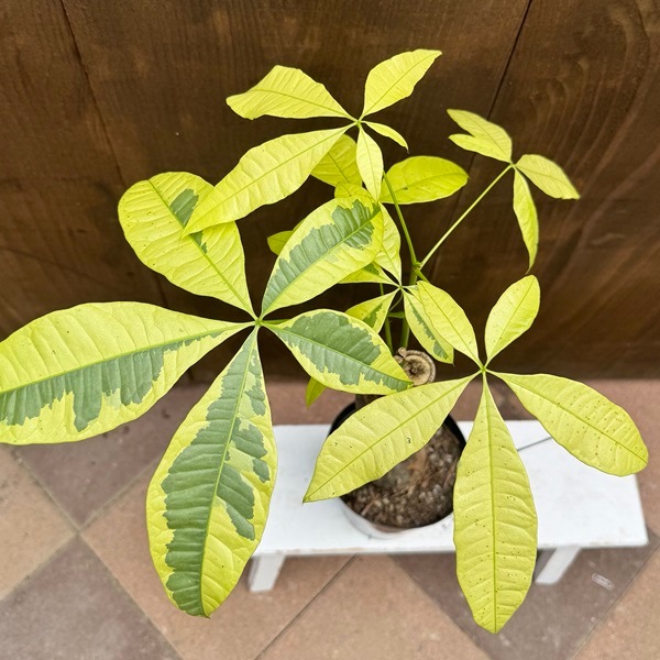 観葉植物：斑入り パキラ ムーンライト*現品1番 プラポット | 観葉植物