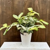 ���տ�ʪ���ɥ饻�� ���åɥ��ե�����*�ɥ饻�� ���륯������4��ץ�ݥå�