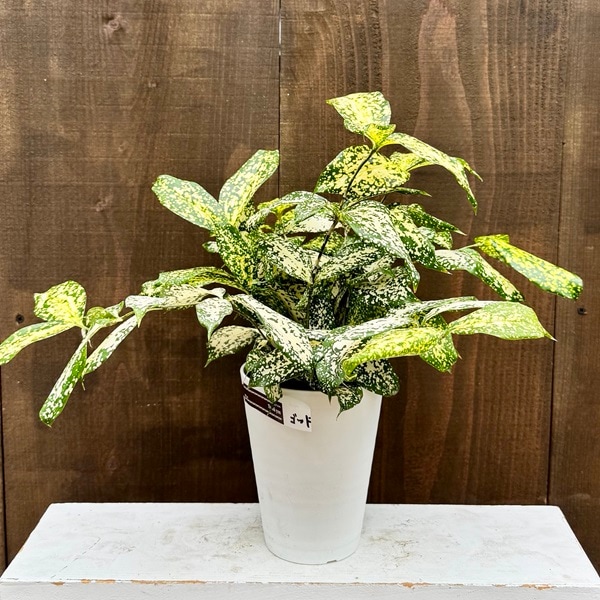 観葉植物：ドラセナ ゴッドセフィアナ*ドラセナ スルクロサ 4号