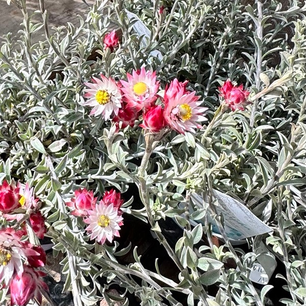 観葉植物 花苗：シンカルファ ハートクイーン*4号 | 観葉植物,ガーデン
