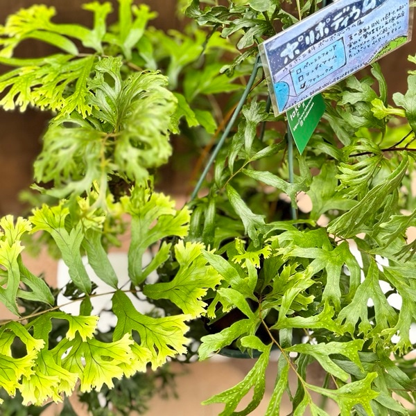 観葉植物：ポリポジウム ファラックス*7号吊り鉢 ポリポディウム