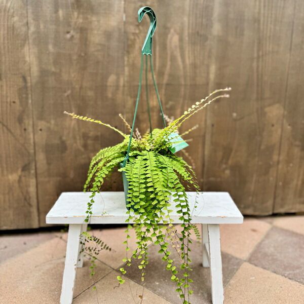 観葉植物：アジアンタム コーダータ*5号吊り鉢 コーダータム Adiantum