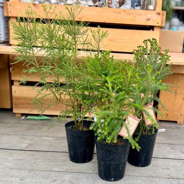 観葉植物 花苗 オーストラリアンプランツ 品種選べます：バーゼリア