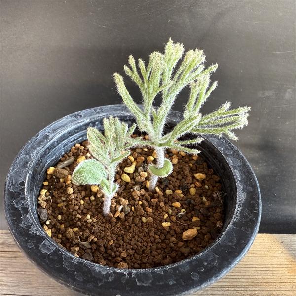 ☆特価☆球根植物：エリオスペルマム ドレゲイ*葉幅6cm 現品！一品