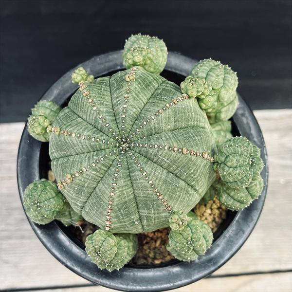 ☆特価☆多肉植物：ユーフォルビア 子吹きシンメトリカ*幅10.5cm