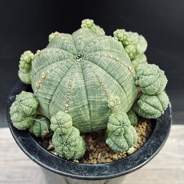 ユーフォルビア 子吹き シンメトリカ