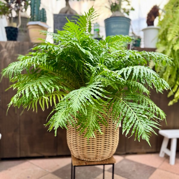 Blechnum obtusatum var. obtusatum | ブレクナムオブツサタム親株
