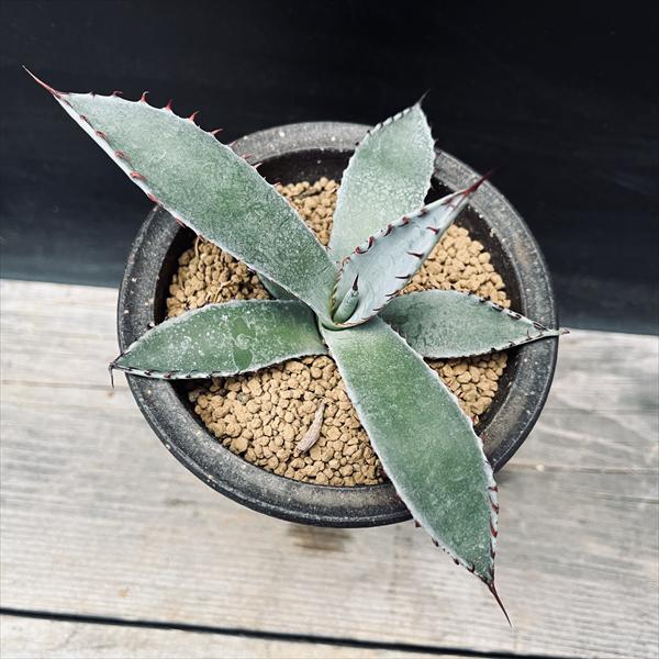 多肉植物：アガベ パルメリー 陶器鉢*幅14cm 現品！一品限り