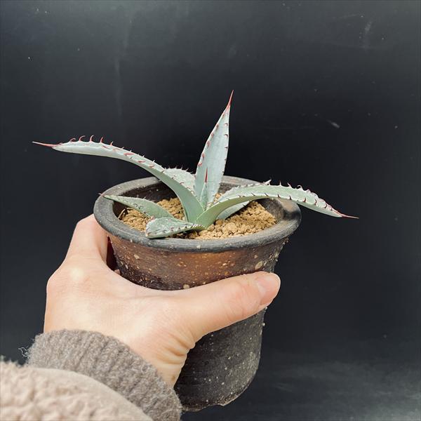 多肉植物：アガベ パルメリー 陶器鉢*幅14cm 現品！一品限り