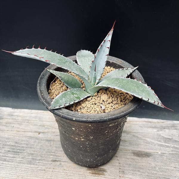 アガベ　パルメリー アガベ・パルメリーの特徴や育て方、増やし方などの紹介