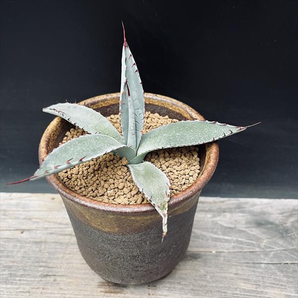 ¿����ʪ�������� �ѥ��꡼ ƫ��ȭ*��13��������ʡ����ʸ¤�