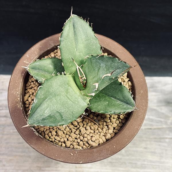 多肉植物：アガベ オテロイ 陶器鉢*幅8cm 現品！一品限り | サボテン