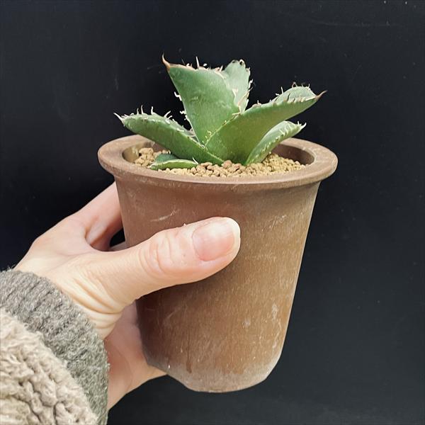 多肉植物：アガベ オテロイ 陶器鉢*幅8cm 現品！一品限り | サボテン