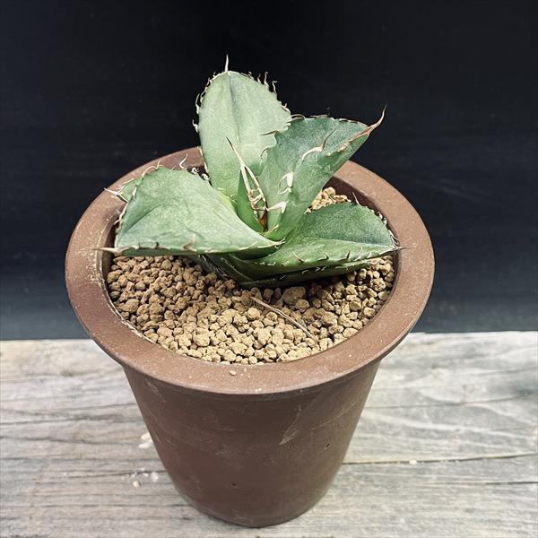 多肉植物：アガベ オテロイ 陶器鉢*幅8cm 現品！一品限り | サボテン
