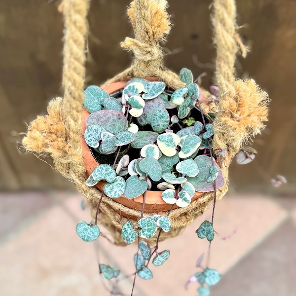 観葉植物：ハートカズラ 吊り鉢カバー* | 観葉植物,吊り鉢 | 遊恵盆栽 本店