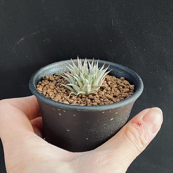 多肉植物：デウテロコニア ブレビフォリア クロランサ*幅3.5cm