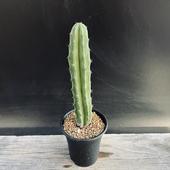 ���ܥƥ�µ�����ʥ��ǥ������*��3���