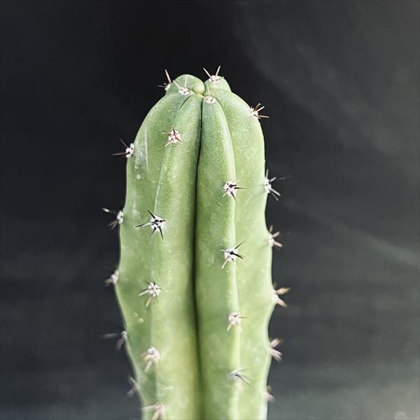 サボテン　袖ヶ浦　まとめ売り 20本 サボテン：袖ヶ浦（ソデガウラ）*幅3cm | サボテン＆多肉植物