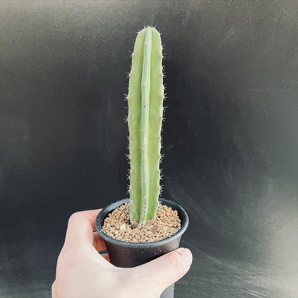 サボテン：袖ヶ浦（ソデガウラ）*幅3cm | サボテン＆多肉植物