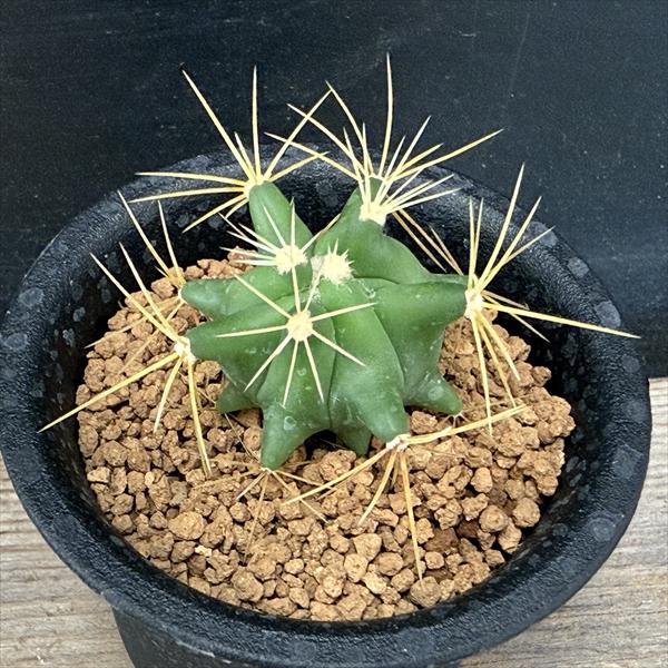 ���ܥƥ󡧥ե�����������������ε������*��3���������������