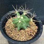 ���ܥƥ󡧥ե�����������������ε������*��3���������������