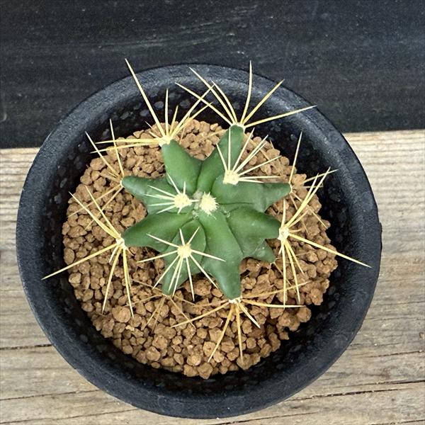 サボテン：フェロカクタス 王冠竜 実生*幅3cm ☆早川氏実生