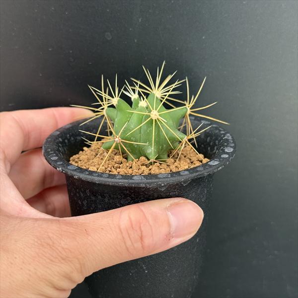 サボテン：フェロカクタス 王冠竜 実生*幅3cm ☆早川氏実生
