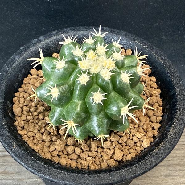 ���ܥƥ󡧥����Υ����������ѡ��ޥͥ�ȶ��Ϥμ���*��4.5���