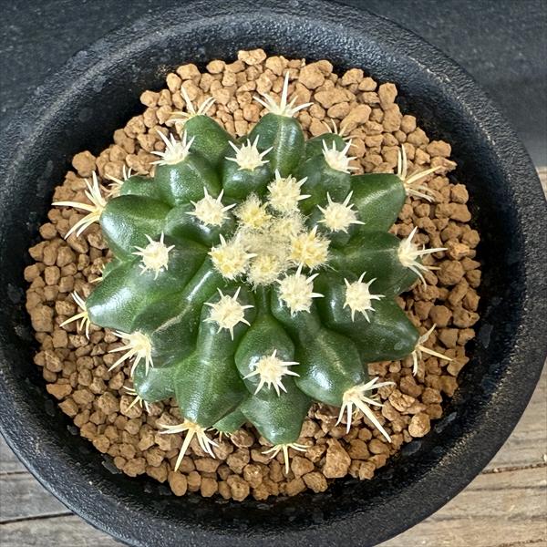 サボテン：エキノカクタス パーマネント金鯱の実生*幅4.5cm