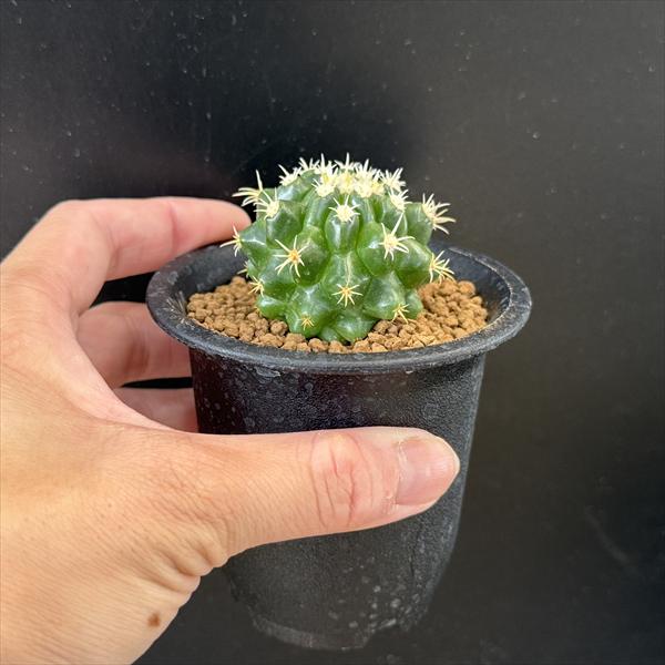 サボテン　金鯱　引取限定　カ〜ジマン専用ページ サボテン 金鯱 引取限定 カ〜ジマン専用ページ サボテン 金鯱 引取限定 カ