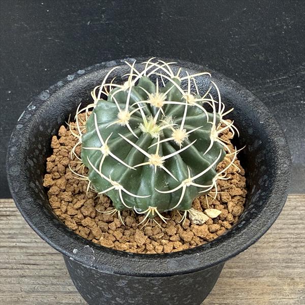 ܥƥ󡧥ۥޥե顡Ȥμ*4