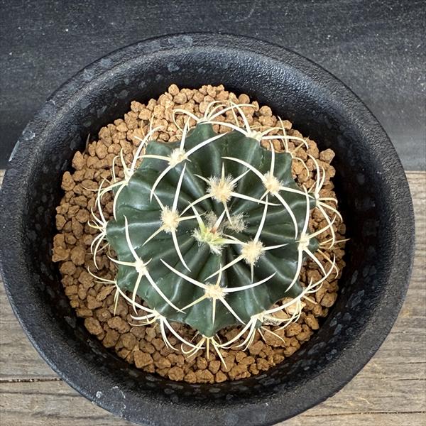 サボテン：ホマロケファラ 王綾波の実生*幅4cm ☆早川氏実生