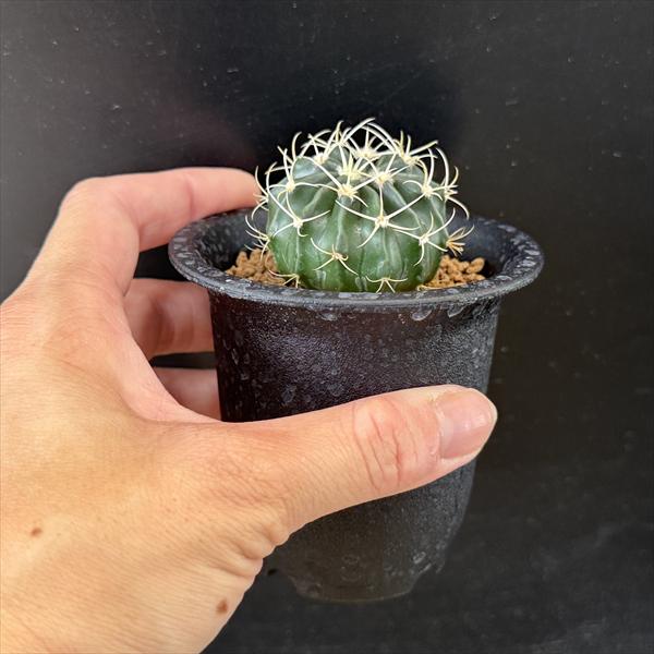 サボテン：ホマロケファラ 王綾波の実生*幅4cm ☆早川氏実生