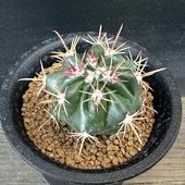 ���ܥƥ󡧥ե����������������δݡ�����*��4.5���