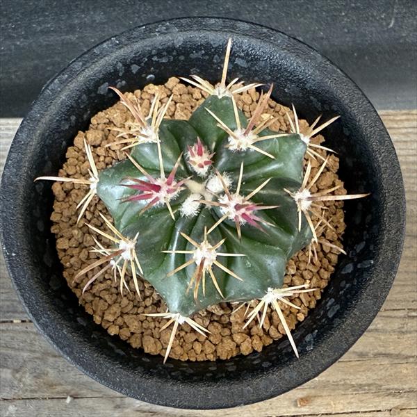 サボテン：フェロカクタス 紅洋丸 実生*幅4.5cm | サボテン＆多肉