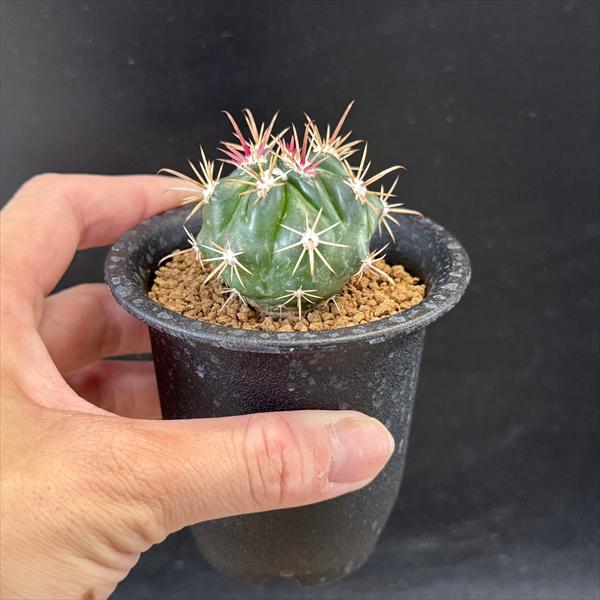 サボテン：フェロカクタス 紅洋丸 実生*幅4.5cm | サボテン＆多肉