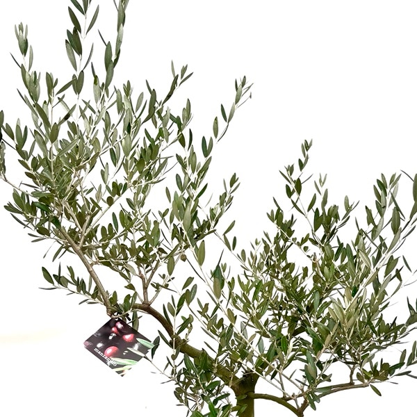 おしゃれ 観葉植物：オリーブの木 マンザニロ 8号*現品11 SOUJU 創樹