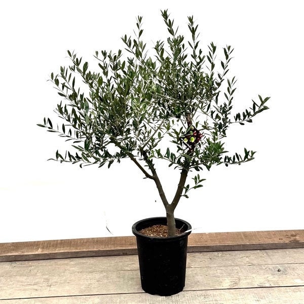 おしゃれ 観葉植物：オリーブの木 ネバディロブロンコ 8号*現品21番