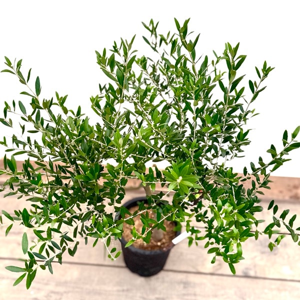 NO.1⭐️オリーブの木 【ネバディロブロンコ】 おしゃれ 観葉植物：オリーブの木 ネバディロブロンコ 8号*現品21番