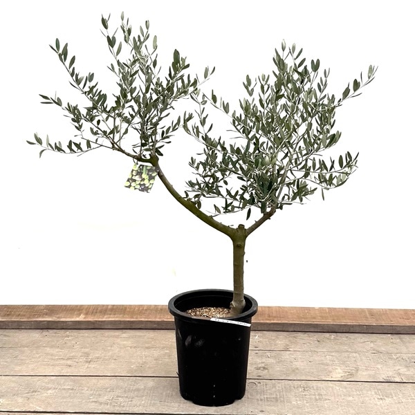 観葉植物 オリーブ ルッカ 8号 SOUJU おしゃれ 観葉植物：オリーブの木 ルッカ 8号*現品1番 SOUJU 創樹 そう