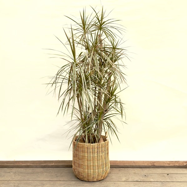 観葉植物：ドラセナ コンシンネ レインボー*鉢カバー 現品 2箱でお届け