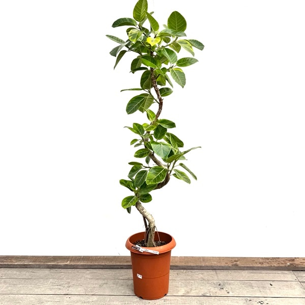 観葉植物：フィカス アルテシーマ*現品をお届け 大型佐川急便配送 