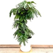 ���տ�ʪ�����С��ե�å���*8�� ���饢����ȭ ������ �ͥ�Υ� �ͤ���� �緿��ޥ���